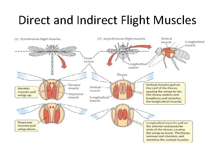Direct and Indirect Flight Muscles 