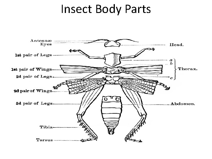 Insect Body Parts 