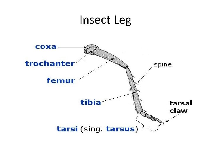 Insect Leg 