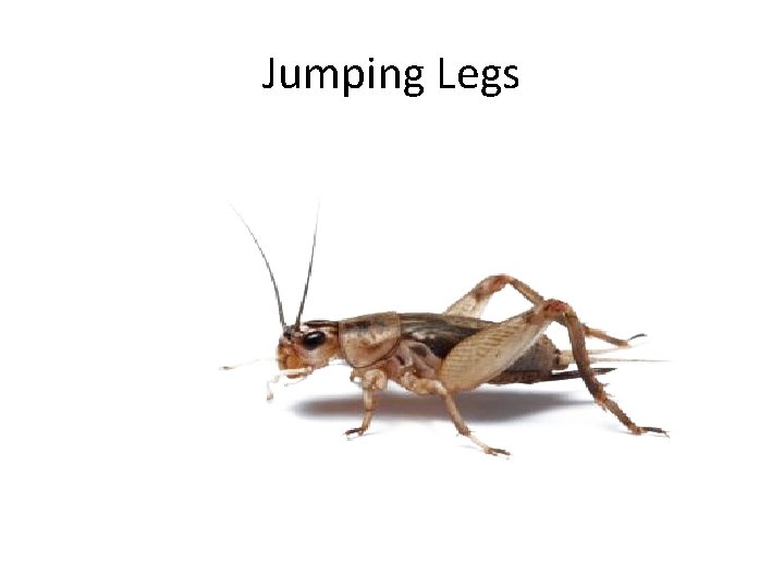 Jumping Legs 