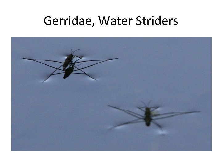 Gerridae, Water Striders 