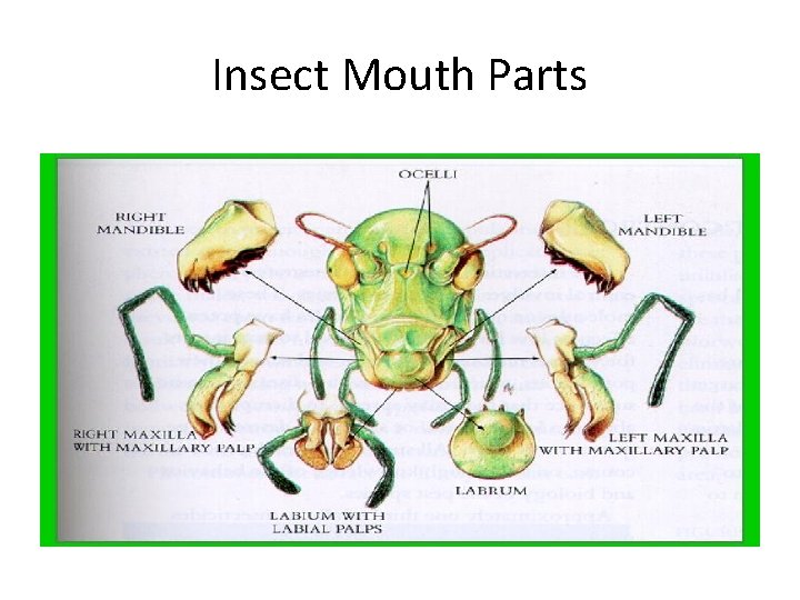 Insect Mouth Parts 