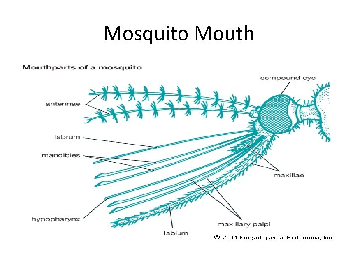 Mosquito Mouth 