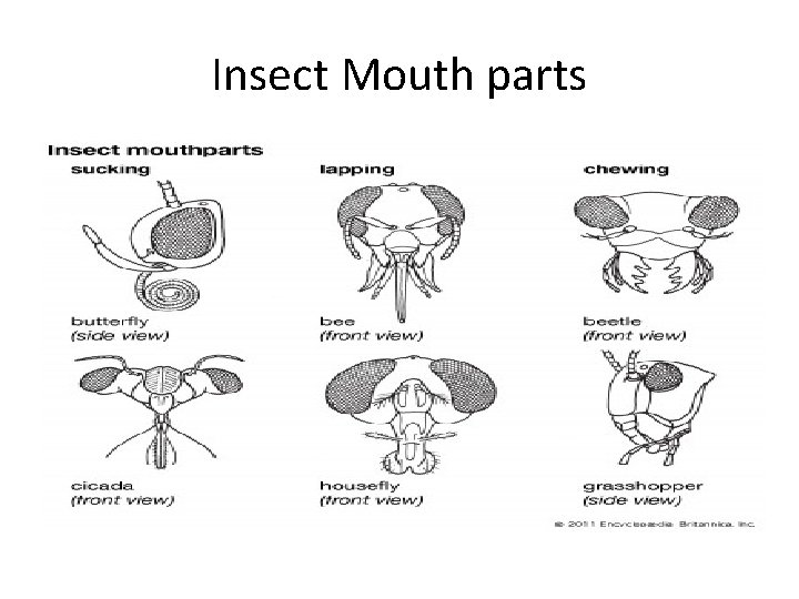Insect Mouth parts 