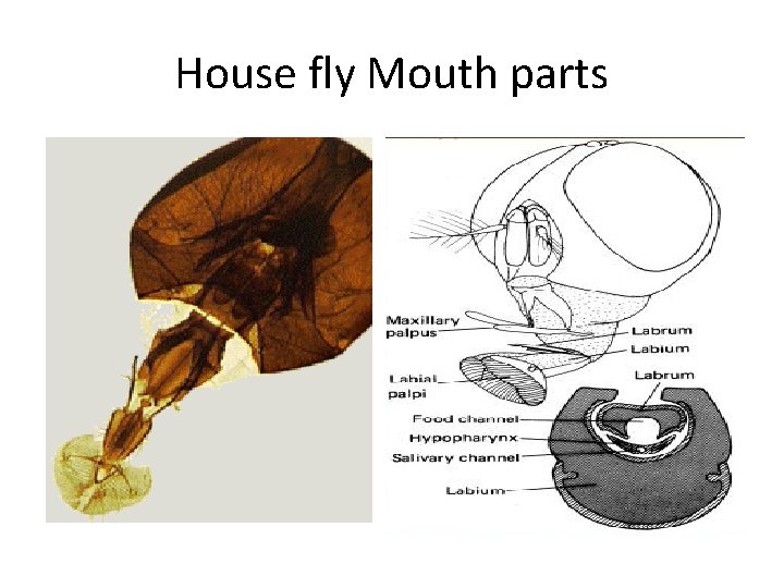 House fly Mouth parts 