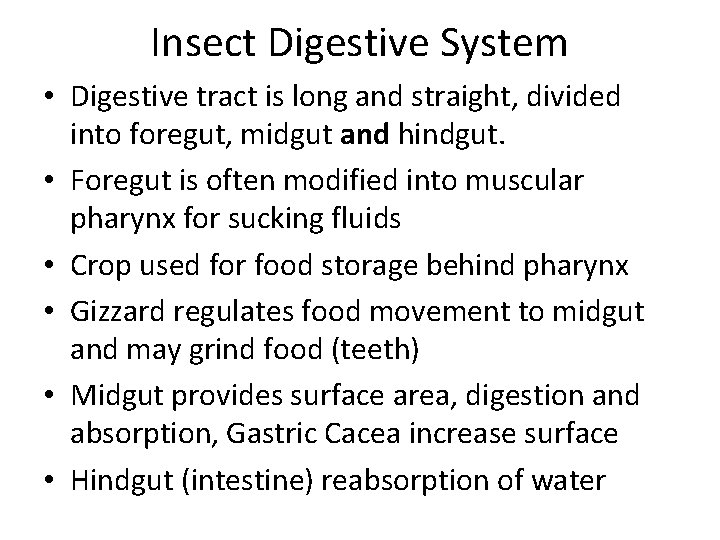 Insect Digestive System • Digestive tract is long and straight, divided into foregut, midgut