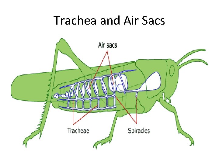 Trachea and Air Sacs 