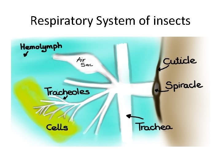Respiratory System of insects 