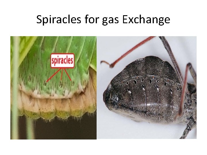 Spiracles for gas Exchange 