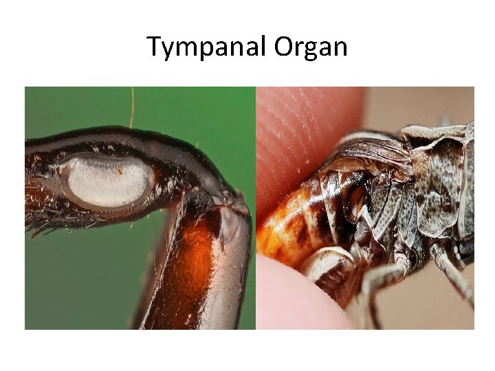 Tympanal Organ 