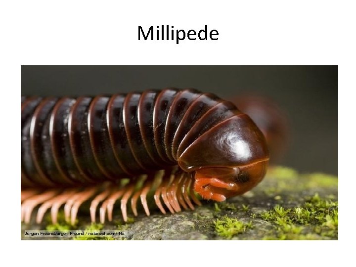 Millipede 