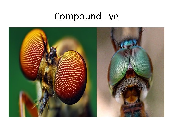 Compound Eye 