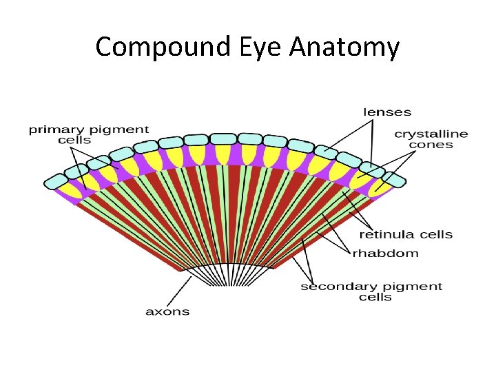 Compound Eye Anatomy 
