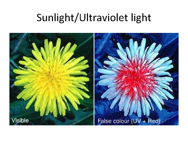 Sunlight/Ultraviolet light 
