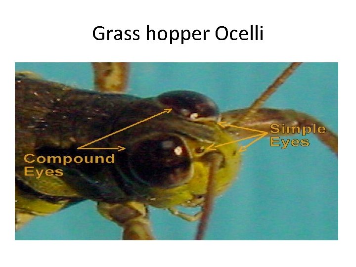 Grass hopper Ocelli 