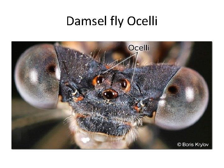 Damsel fly Ocelli 