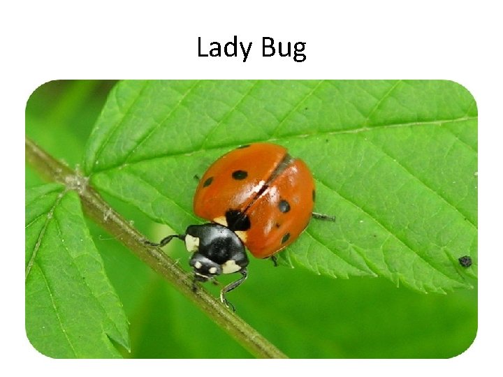 Lady Bug 