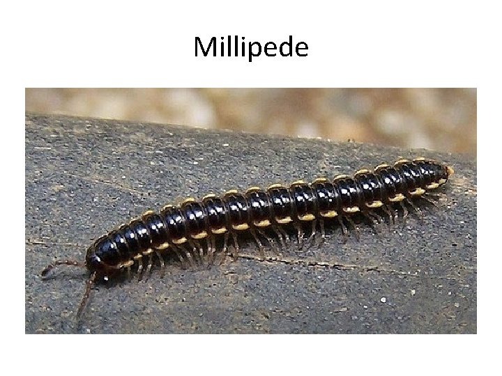 Millipede 