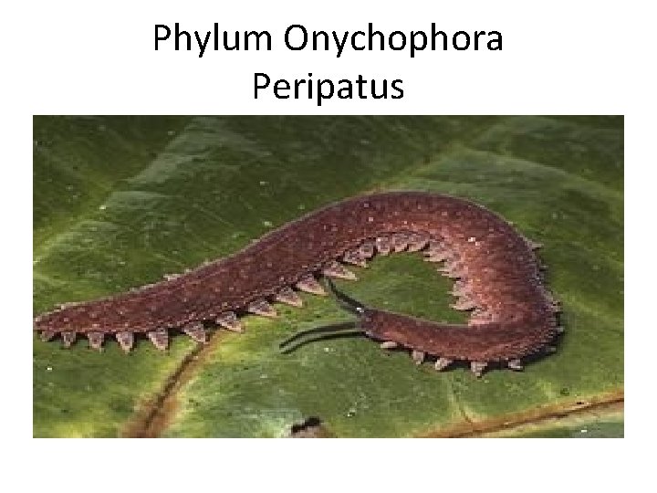 Phylum Onychophora Peripatus 