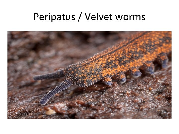 Peripatus / Velvet worms 