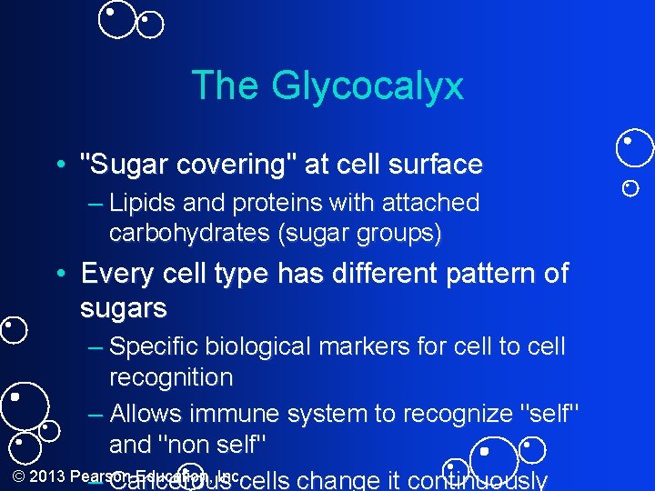 The Glycocalyx • "Sugar covering" at cell surface – Lipids and proteins with attached
