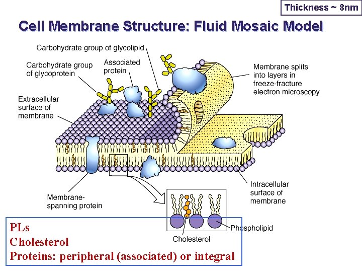 Thickness ~ 8 nm Cell Membrane Structure: Fluid Mosaic Model PLs Cholesterol Proteins: peripheral