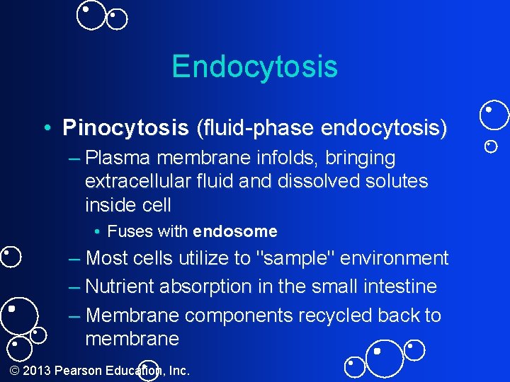 Endocytosis • Pinocytosis (fluid-phase endocytosis) – Plasma membrane infolds, bringing extracellular fluid and dissolved