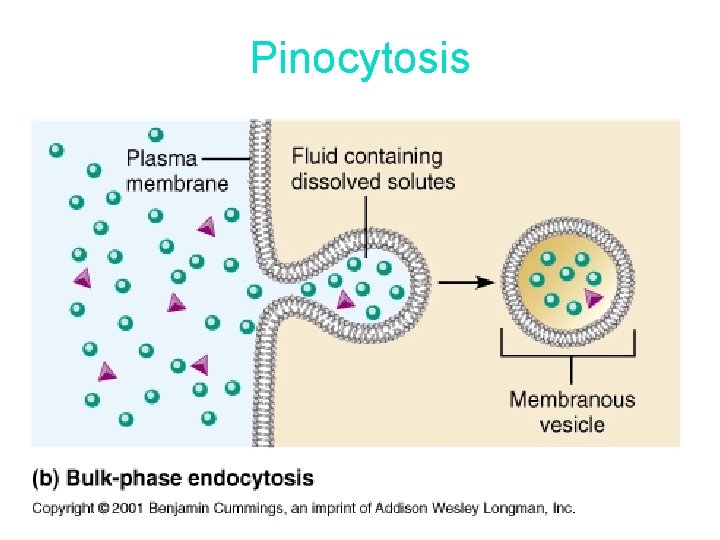 Pinocytosis 
