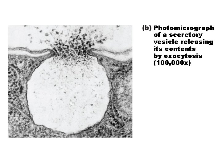 Figure 3. 14 b Exocytosis. Photomicrograph of a secretory vesicle releasing its contents by
