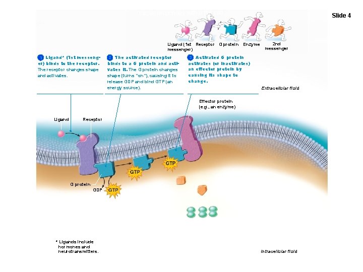 Figure 3. 16 G proteins act as middlemen or relays between extracellular first messengers