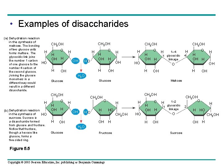  • Examples of disaccharides (a) Dehydration reaction in the synthesis of maltose. The