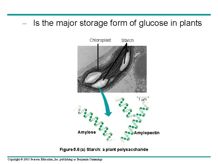 – Is the major storage form of glucose in plants Chloroplast Starch 1 m