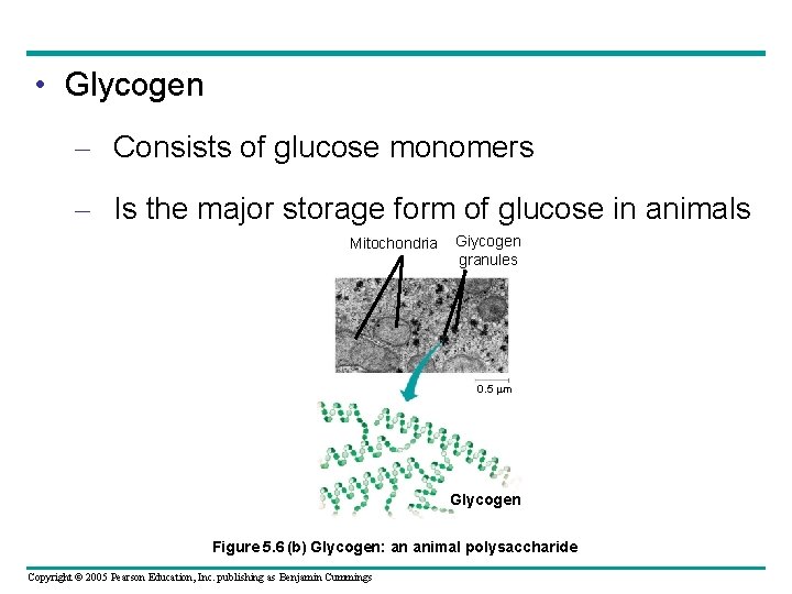  • Glycogen – Consists of glucose monomers – Is the major storage form