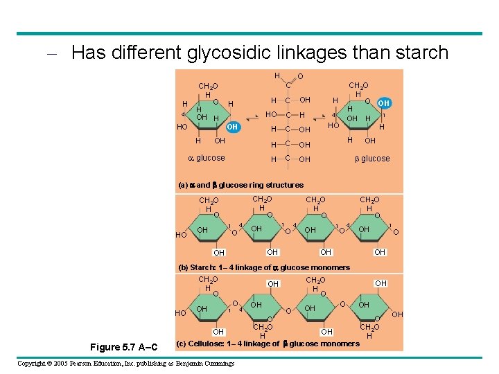 – Has different glycosidic linkages than starch H H 4 CH 2 O H