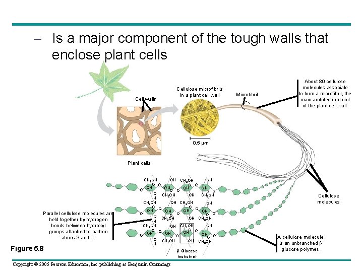 – Is a major component of the tough walls that enclose plant cells Microfibril