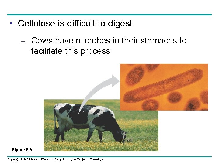  • Cellulose is difficult to digest – Cows have microbes in their stomachs