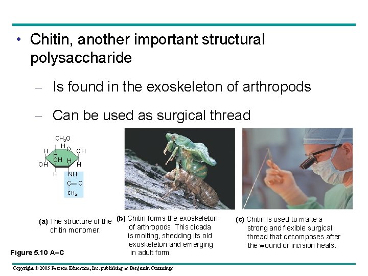  • Chitin, another important structural polysaccharide – Is found in the exoskeleton of