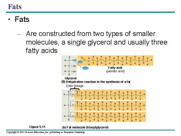 Fats • Fats – Are constructed from two types of smaller molecules, a single