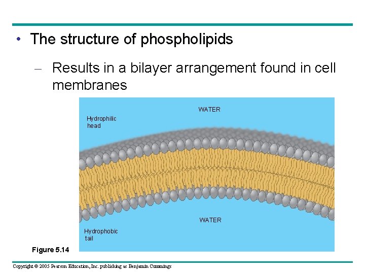  • The structure of phospholipids – Results in a bilayer arrangement found in