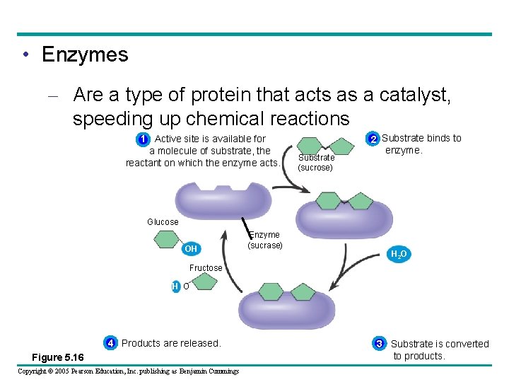  • Enzymes – Are a type of protein that acts as a catalyst,