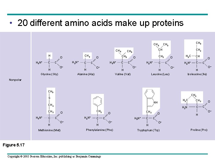  • 20 different amino acids make up proteins CH 3 H H 3