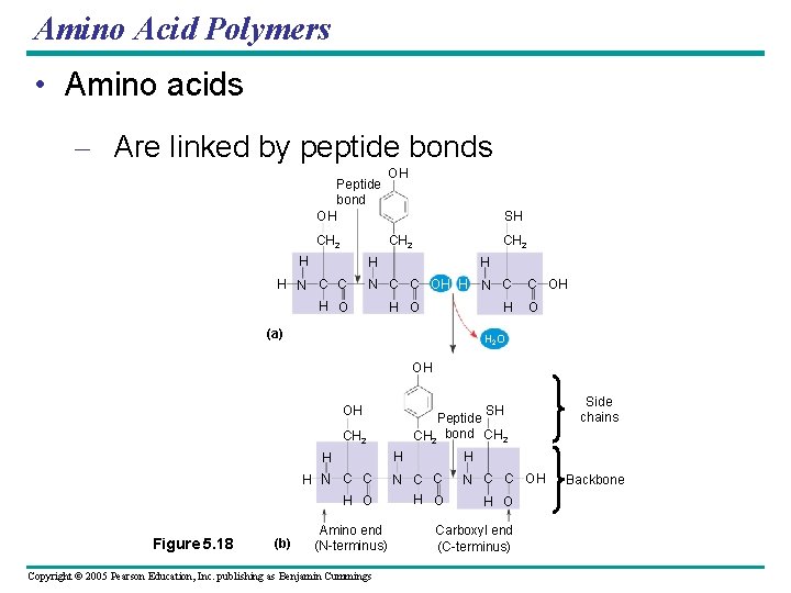 Amino Acid Polymers • Amino acids – Are linked by peptide bonds Peptide bond