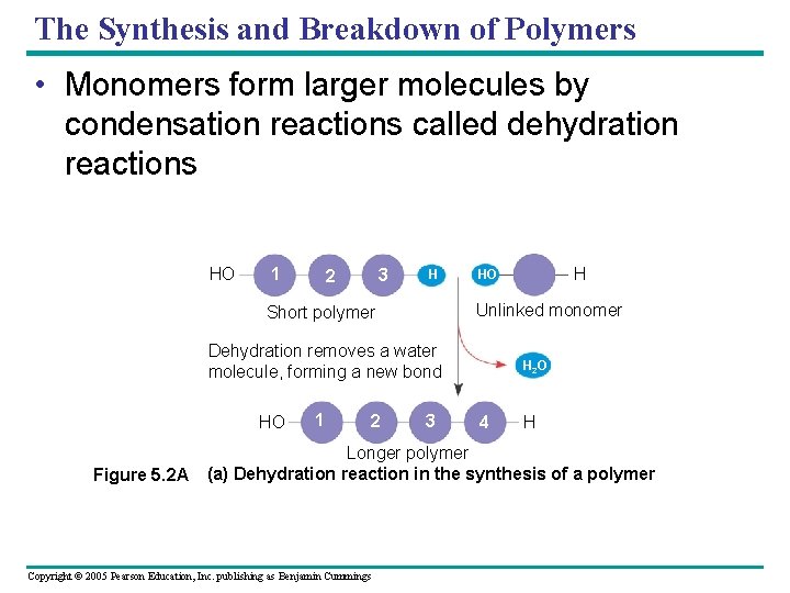 The Synthesis and Breakdown of Polymers • Monomers form larger molecules by condensation reactions