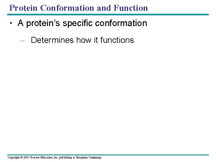 Protein Conformation and Function • A protein’s specific conformation – Determines how it functions