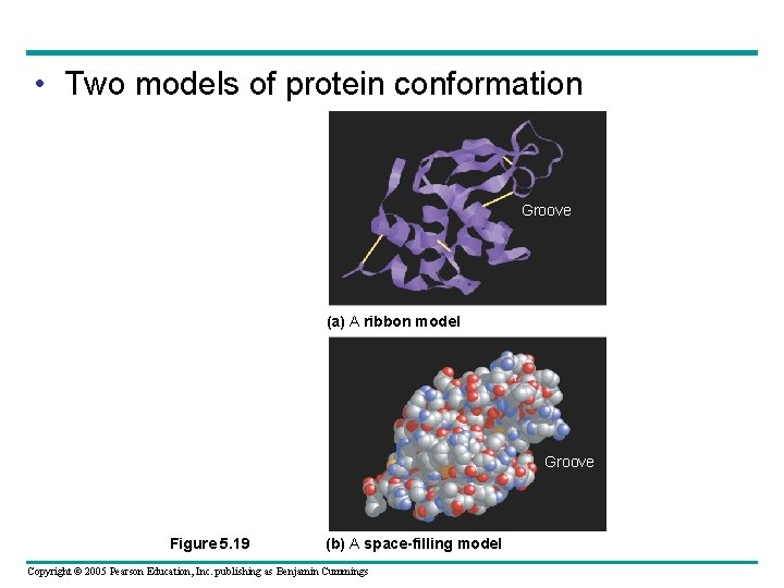  • Two models of protein conformation Groove (a) A ribbon model Groove Figure