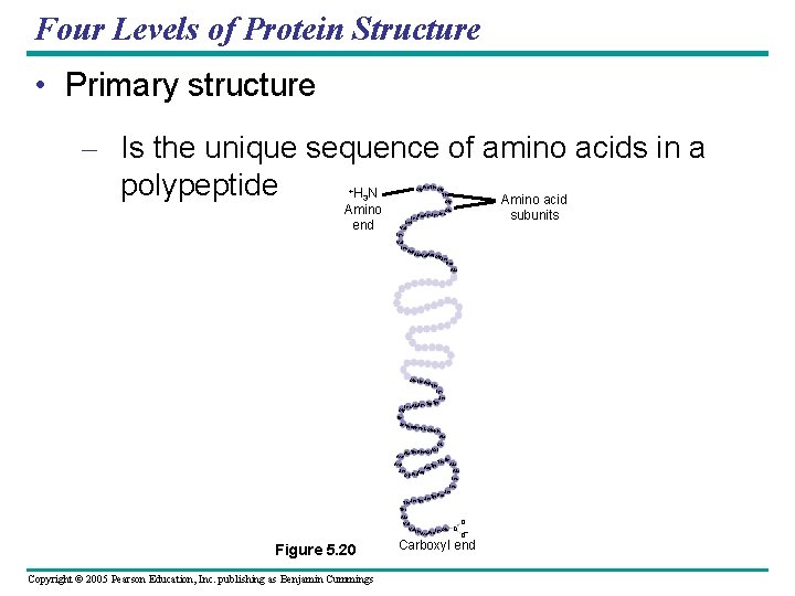 Four Levels of Protein Structure • Primary structure – Is the unique sequence of