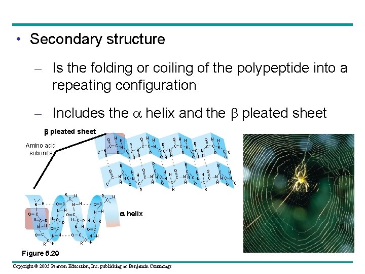 • Secondary structure – Is the folding or coiling of the polypeptide into