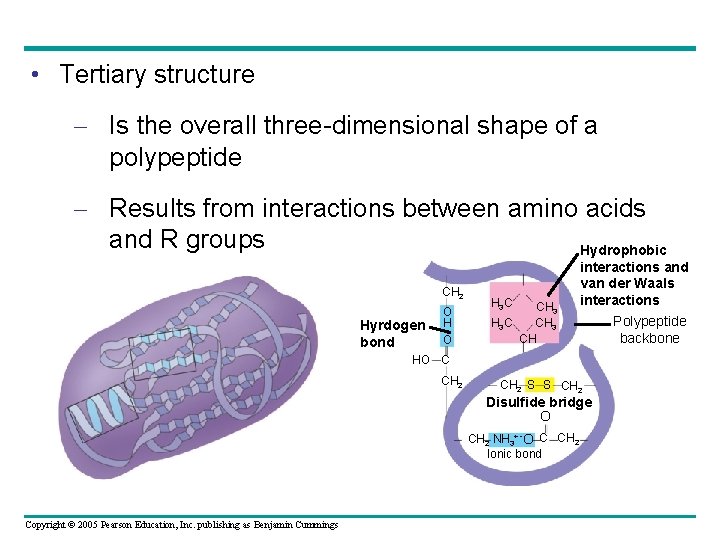  • Tertiary structure – Is the overall three-dimensional shape of a polypeptide –