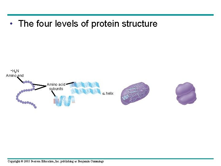  • The four levels of protein structure +H N 3 Amino end Amino