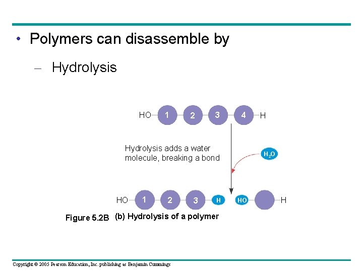  • Polymers can disassemble by – Hydrolysis HO 1 2 3 4 Hydrolysis